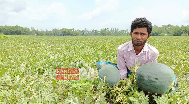 গরু-মহিষের চারণভূমিতে তরমুজের আবাদ